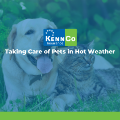 keep pets cool in hot weather