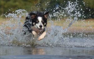 Dog playing in water