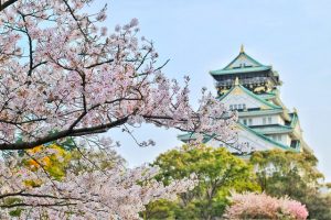 Cherry Blossom Tree Japan